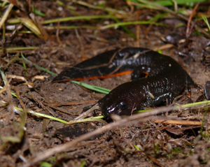 Triturus cristatus © Matthieu Berroneau