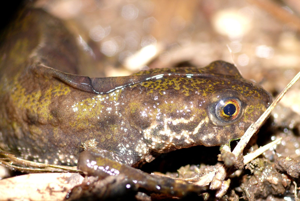 Triturus blasii © Matthieu Berroneau