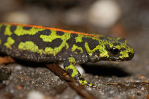 Triturus marmoratus © Matthieu Berroneau