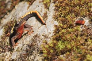 Calotriton asper © Matthieu Berroneau