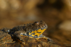 Bombina variegata © Matthieu Berroneau