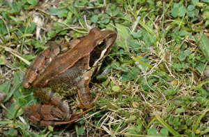 Rana temporaria temporaria © Matthieu Berroneau