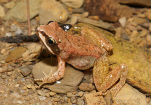 Rana pyrenaica © Matthieu Berroneau