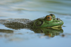 Lithobates catesbeianus © Matthieu Berroneau