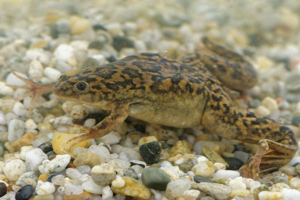 Xenopus laevis © Matthieu Berroneau