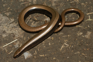 Anguis fragilis fragilis © Matthieu Berroneau