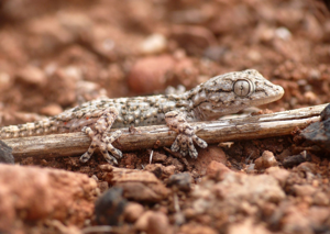 Tarentola mauritanica © Matthieu Berroneau
