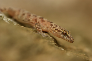 Hemidactylus turcicus turcicus © Matthieu Berroneau