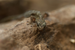 Euleptes europaea © Matthieu Berroneau