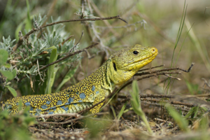 Timon lepidus lepidus © Matthieu Berroneau