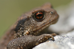 Bufo spinosus © Matthieu Berroneau