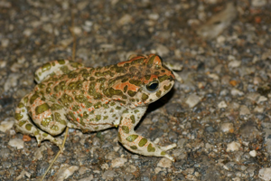 Bufotes viridis © Matthieu Berroneau
