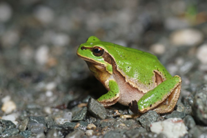Hyla molleri © Matthieu Berroneau