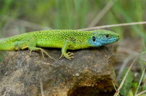 Lacerta bilineata © Matthieu Berroneau