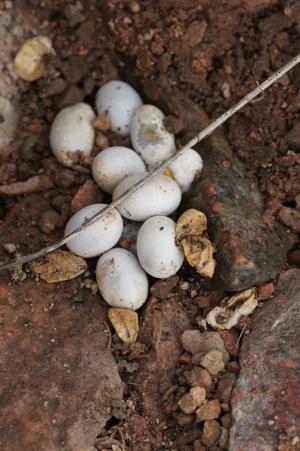 Lacerta agilis agilis © Matthieu Berroneau