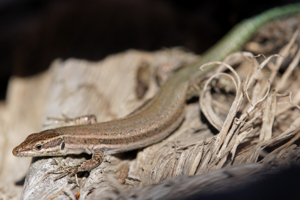 Lacerta hispanicus © Matthieu Berroneau