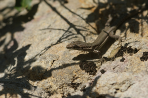 Podarcis liolepis cebennensis © Matthieu Berroneau