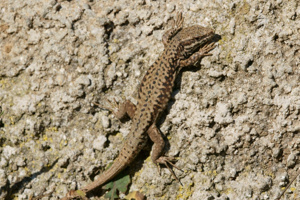 Podarcis muralis muralis © Matthieu Berroneau