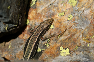 Iberolacerta aurelioi © Matthieu Berroneau