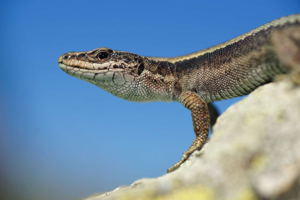Iberolacerta bonnali © Matthieu Berroneau
