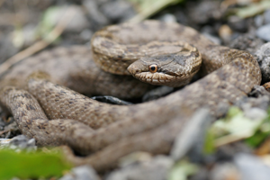 Coronella austriaca © Matthieu Berroneau