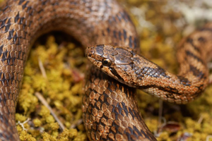 Coronella girondica © Matthieu Berroneau