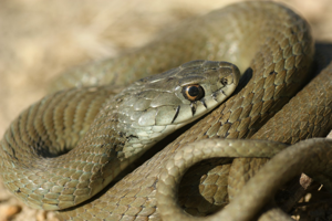 Natrix astreptophora © Matthieu Berroneau