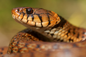 Natrix helvetica © Matthieu Berroneau