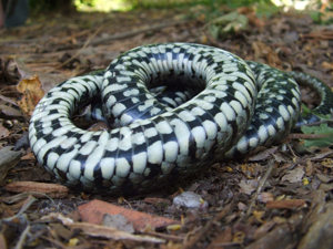 Natrix helvetica helvetica © Matthieu Berroneau