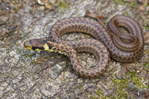 Zamenis longissimus © Matthieu Berroneau