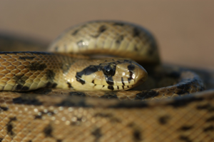 Rinechis scalaris © Matthieu Berroneau