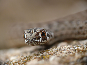 Malpolon monspessulanus © Matthieu Berroneau