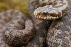 Vipera berus berus © Matthieu Berroneau
