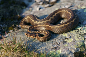 Vipera seoanei seoanei © Matthieu Berroneau