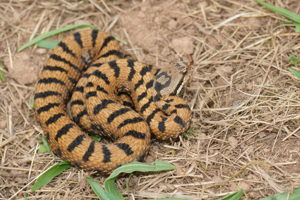 Vipera aspis © Matthieu Berroneau