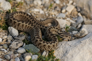 Vipera ursinii ursinii © Matthieu Berroneau
