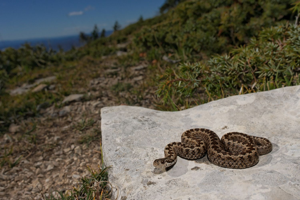 Vipera ursinii ursinii © Matthieu Berroneau