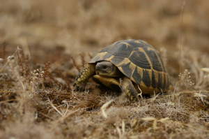 Testudo hermanni hermanni © Matthieu Berroneau