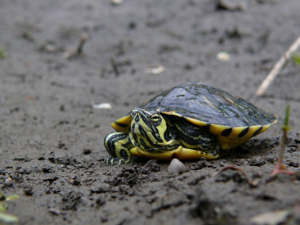 Trachemys scripta scripta © Matthieu Berroneau