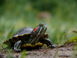 Trachemys scripta elegans © Matthieu Berroneau
