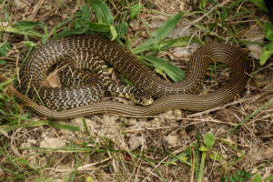 Couleuvre verte et jaune (Hierophis viridiflavus) - Montaut les créneaux (Gers) © Laurent Barthe