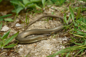 Seps strié (Chalcides striatus) - Pavie (Gers) © Laurent Barthe