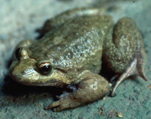 Discoglossus montalentii.jpg © TadejM