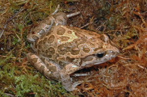 Discoglossus pictus.jpg © Fabrizio Li Vigni <fabrizio_livigni@hotmail.com>