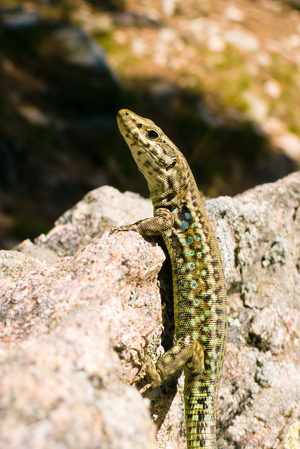 Podarcis tiliguerta, Corsica (France).jpg © Quentin Scouflaire