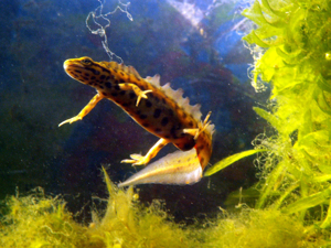 LissotritonVulgarisMaleWater.JPG © Piet Spaans Viridiflavus 21:50, 10 April 2007 (UTC)