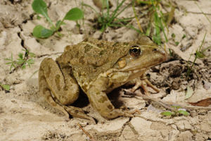 Benny Trapp Pelophylax kl grafi Grafscher Hybridfrosch.jpg © Benny Trapp