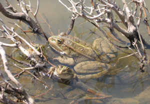 Seefrosch.JPG © Sebaho