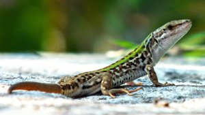 Podarcis siculus near Entella river 086.jpg © Mariomassone